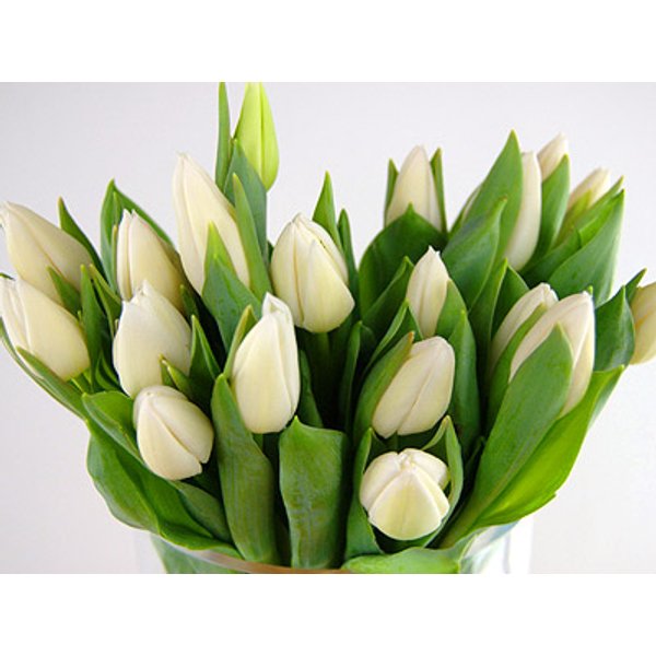 20 White Tulips