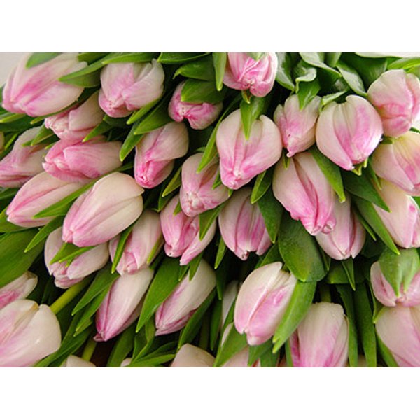 20 Pink Tulips