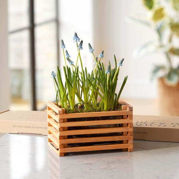 Flower Delivery - Letterbox Flowers - Letterbox Plants - The Mini Muscari