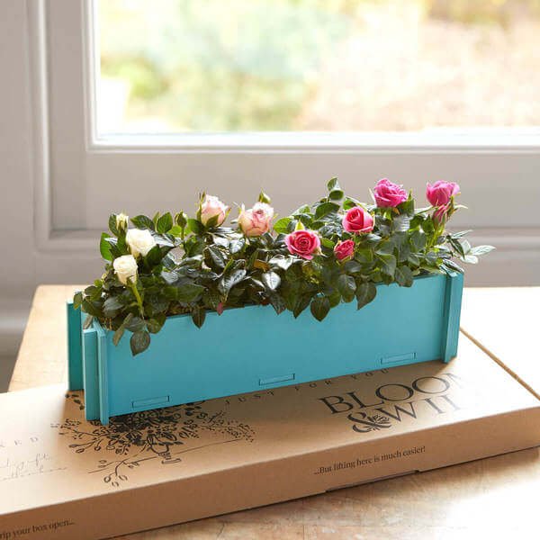 Plants - Letterbox Plants - Letterbox Gifts - Flower Delivery - Send Flowers - Rose Plant - Plant Gift - Flowers - Letterbox Flowers - Bloom & Wild Flowers - Flower Gift - Flower Bouquet - The Spring Ombré Rose