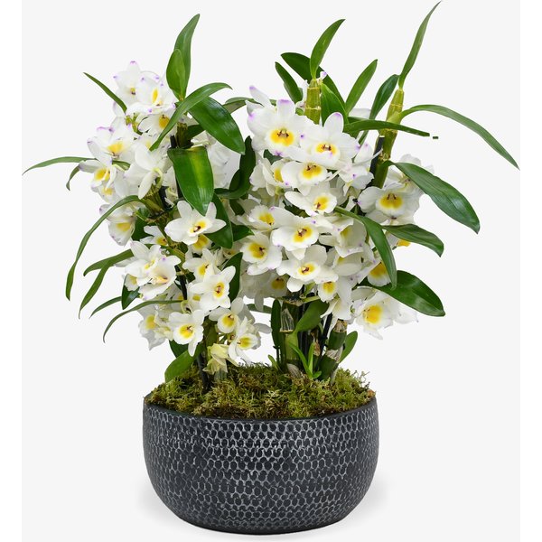 Dendrobium In White