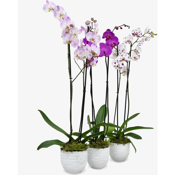 Set of 3 Orchids