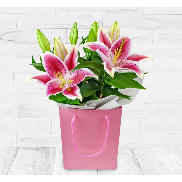 Luxury Lily Plant