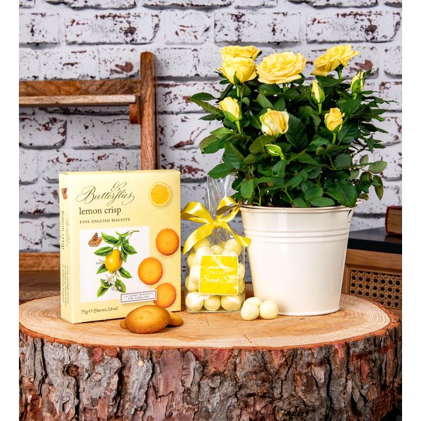 Lemon Rose Plant Gift