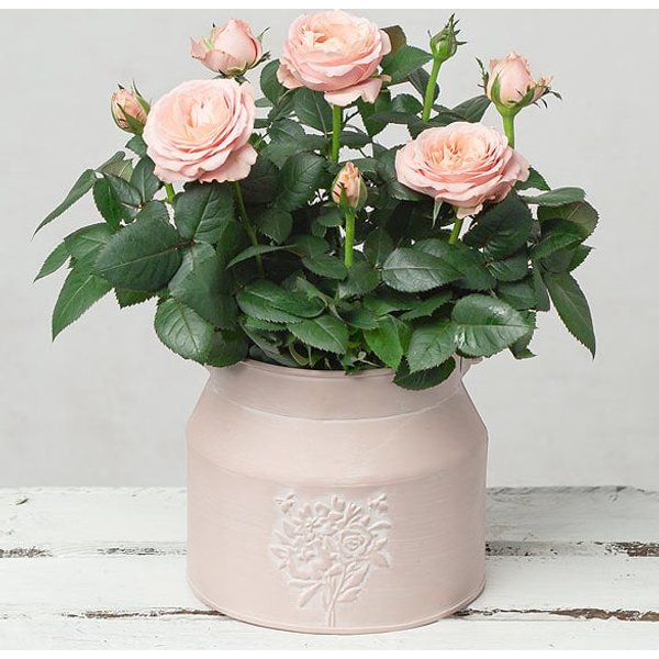 Pink Rose in Milk Churn Pot