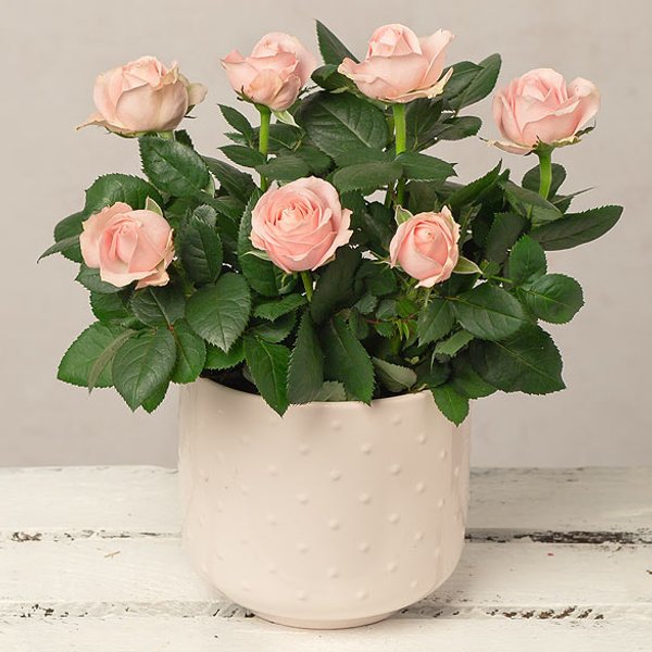 Pink Rose in Pink Ceramic Pot