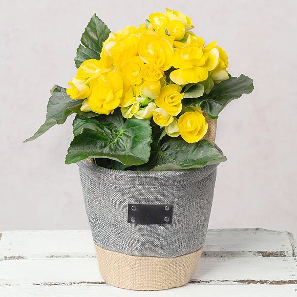 Yellow Begonia in Two Tone Grey Pot