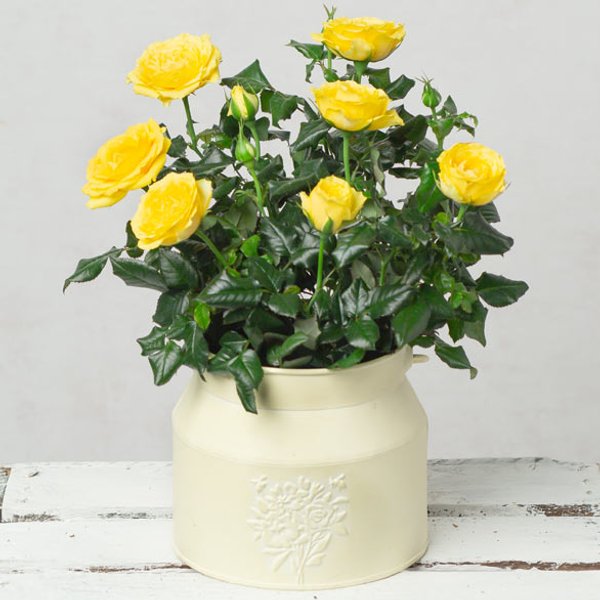 Yellow Rose in Milk Churn Pot
