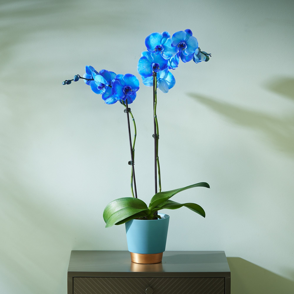 Bold Blue Orchid