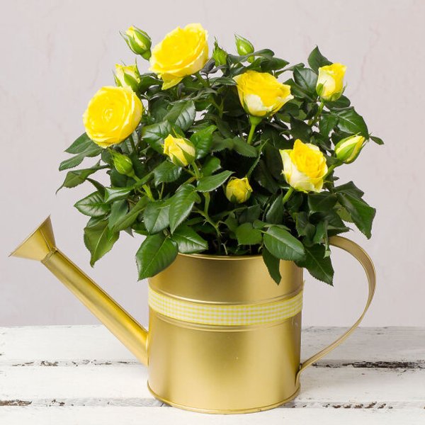 Yellow Rose in Gold Watering Can