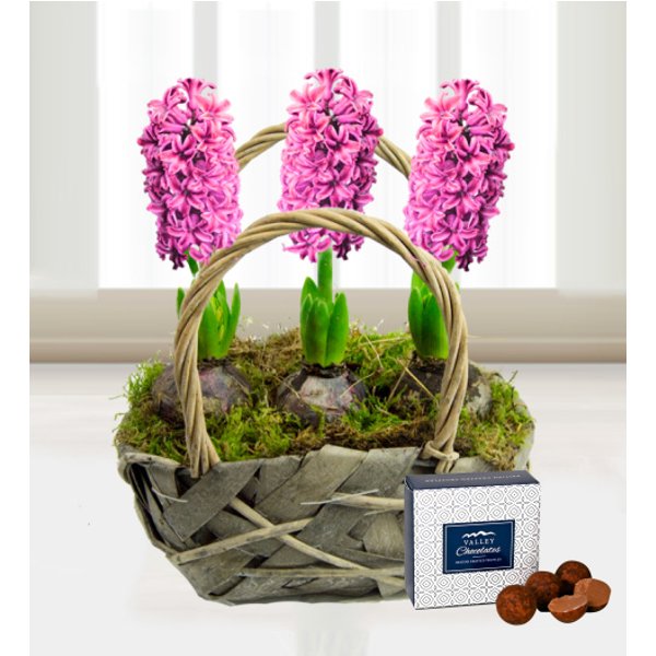 Traditional Hyacinths - Free Chocs