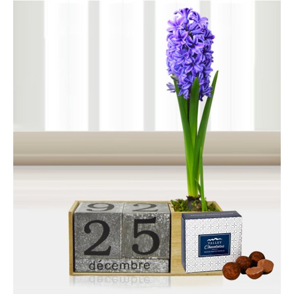 Festive Hyacinth - Free Chocs