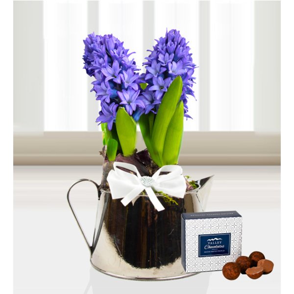 Jug of Hyacinths - Free Chocs