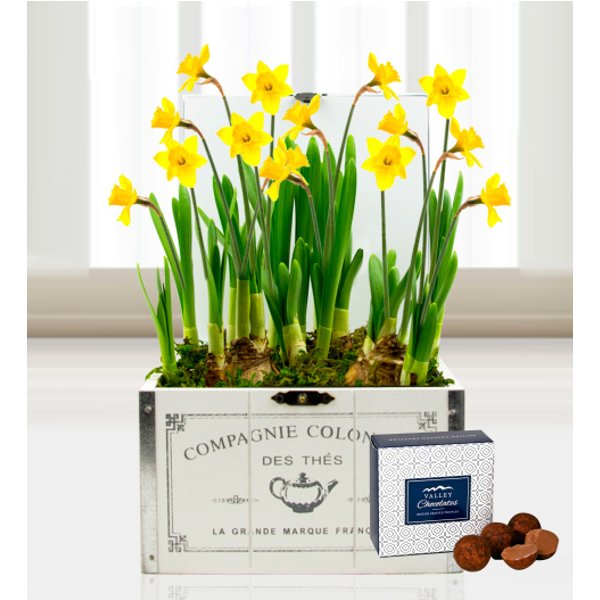 Mother's Day Daffodils - Free Chocs