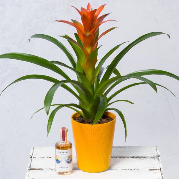 Guzmania Plant and Cocktail Gift