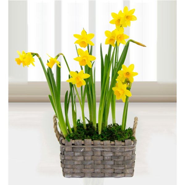 Spring Daffodil Basket - Free Chocs