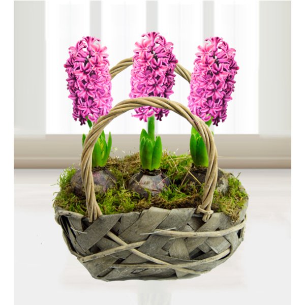 Traditional Hyacinths - Free Chocs