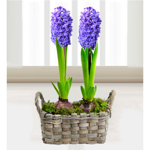 Hyacinth Basket - Free Chocs
