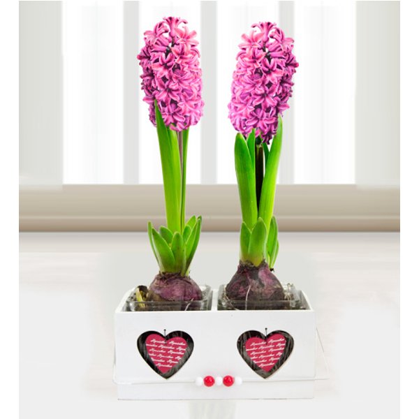 Mother's Day Hyacinth - Free Chocs