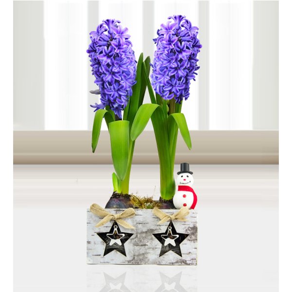 Festive Hyacinth Duo - Free Chocs