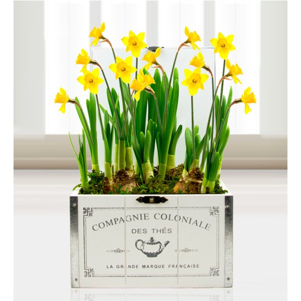 Mother's Day Daffodils - Free Chocs