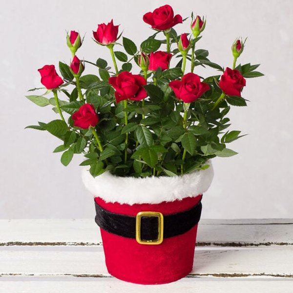 Red Rose in Santa Pot