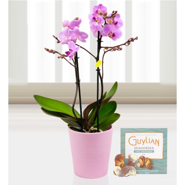 Twin Phalaenopsis Orchids - Free Chocs