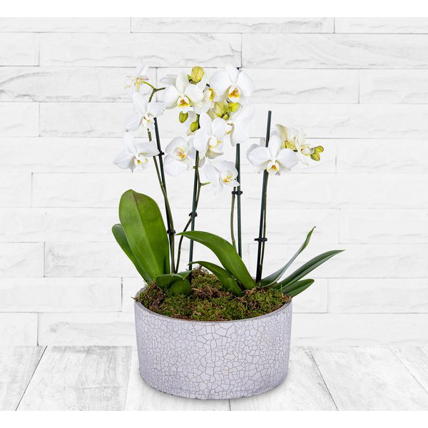 Luxury Orchid Pot