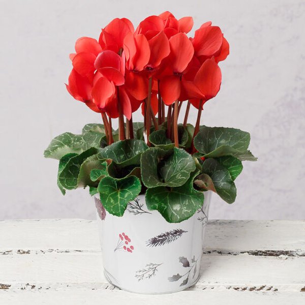 Red Cyclamen in Woodland Pot