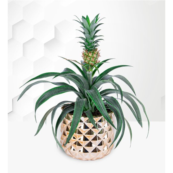 Golden Pineapple Plant