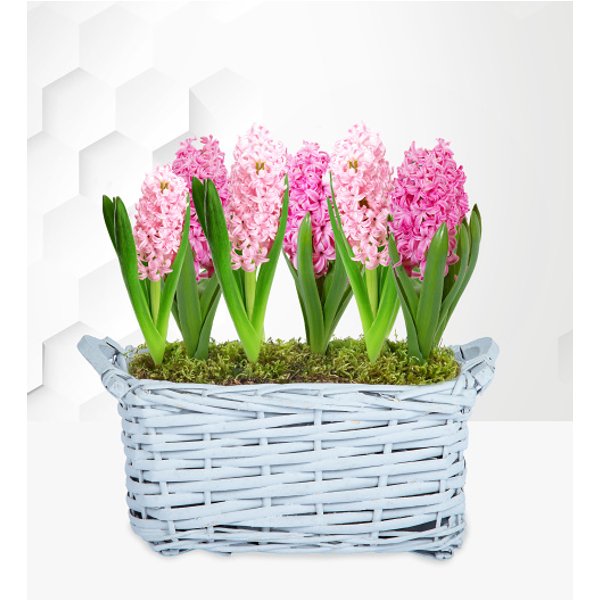 Spring Hyacinth Basket