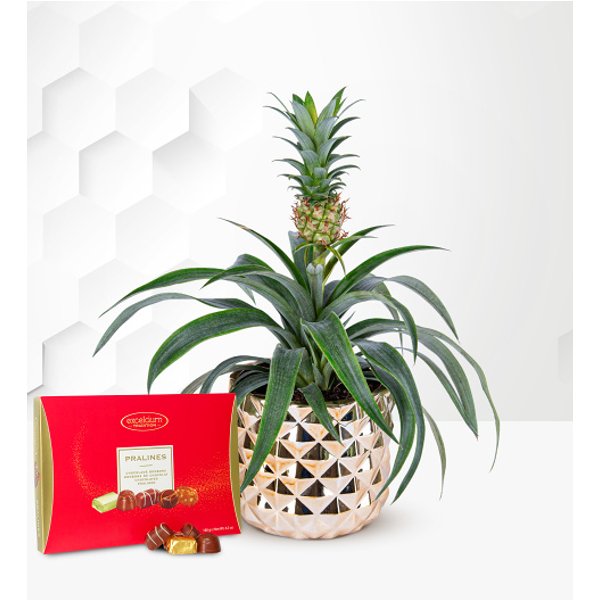 Golden Pineapple Plant with Chocolates