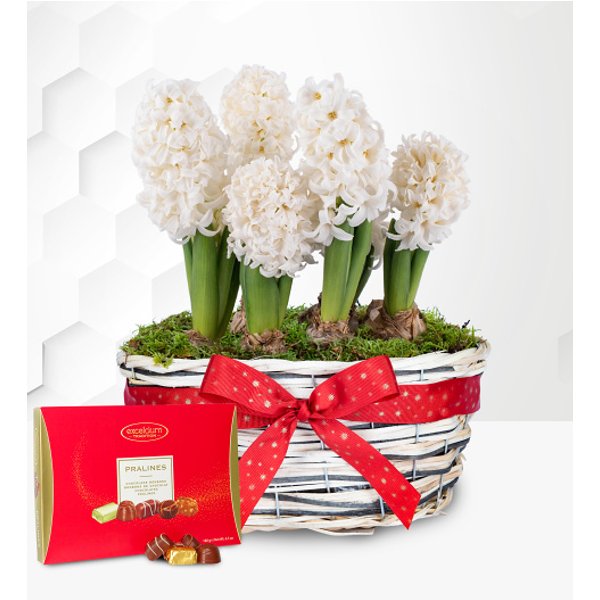 Winter Hyacinth Basket with Chocolates