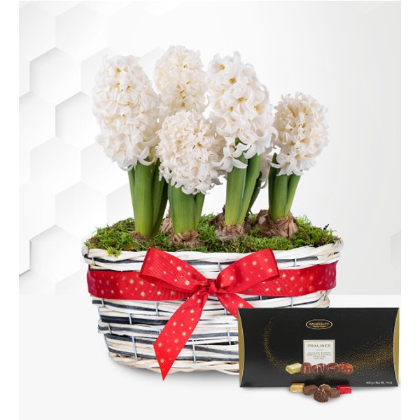 Winter Hyacinth Basket with Luxury Chocs
