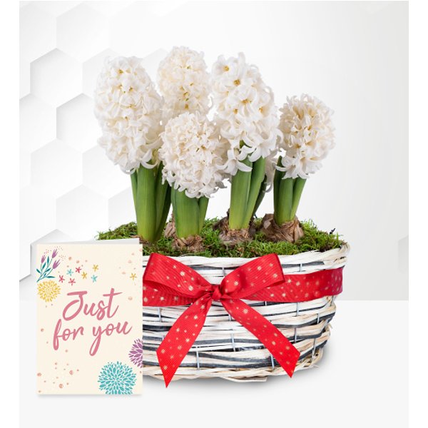 Winter Hyacinth Basket with Card