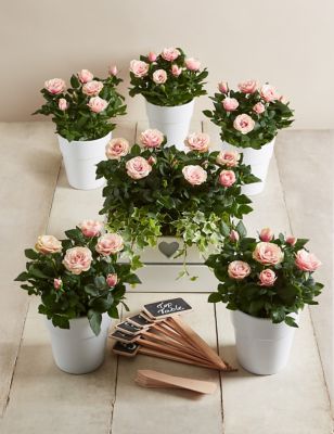 Marks and Spencer Flowers | Flowers Online | Flowers ...