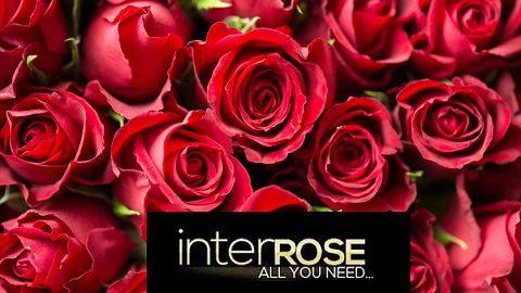 InterRose